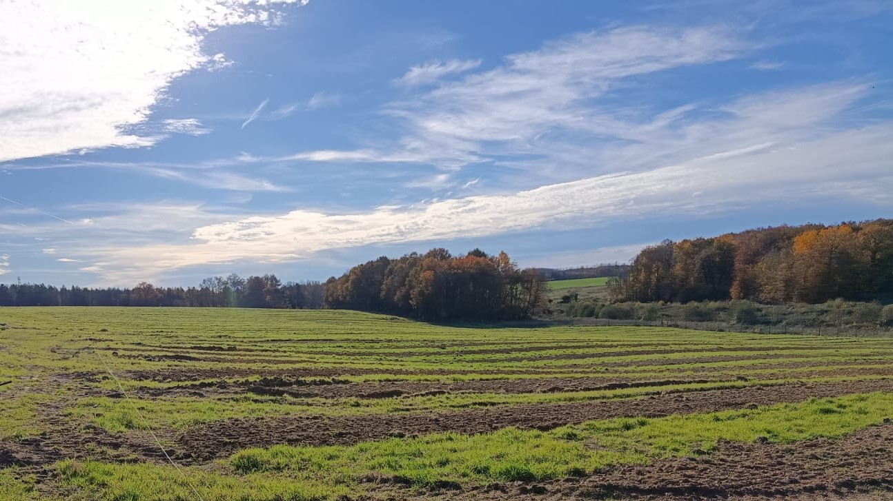 Culture de la truffe